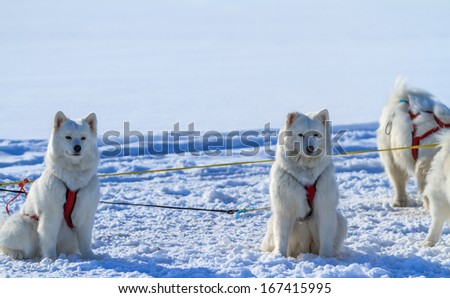 Similar – Schlittenhunde Winter