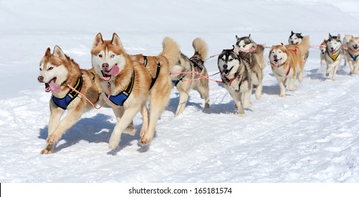 Sled Husky Dog Race In Winter On Snow