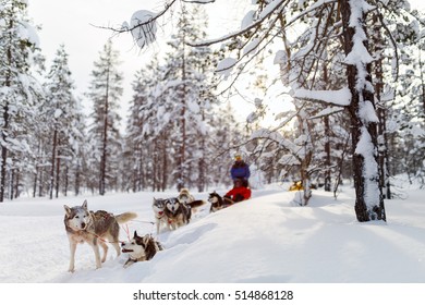 3,037 Dog Sledding Finland Images, Stock Photos & Vectors | Shutterstock