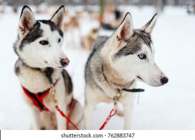 Sledding With Husky Dogs In Lapland Finland