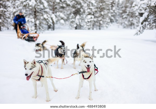 Sledding Husky Dogs Lapland Finland Stock Photo 488493808 | Shutterstock