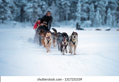 sledding with husky dogs in lNorway .Tromso - Shutterstock ID 1317231539