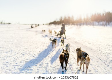 Sledding With Husky Dogs In Northern Norway