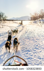 Sledding With Husky Dogs In Northern Norway