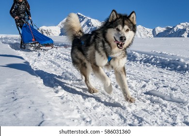 Sleddog