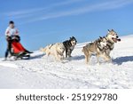 Sledge dogs