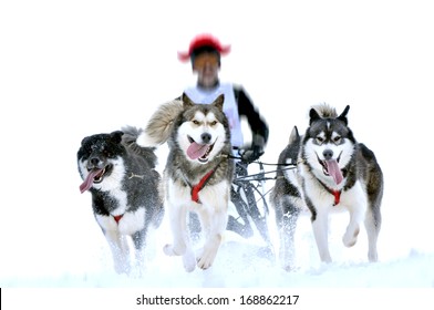Sledge dogs in speed racing - Shutterstock ID 168862217