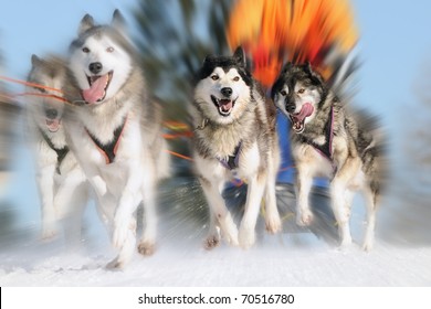 Sledge dogs in speed racing