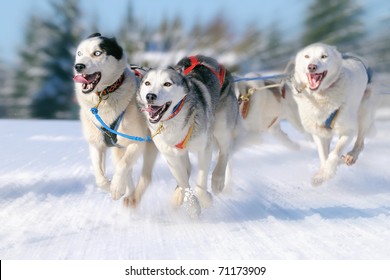 Sledge dogs in speed racing