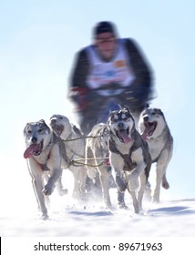 Sledge dogs in speed racing