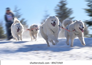 Sledge dogs in speed racing
