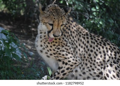 Sleek cheetah cat grooming in a shady area.