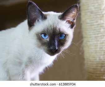 Cream Point Siamese Cat Images Stock Photos Vectors Shutterstock