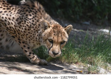 Sleek spotted cheetah cat in a tight crouch.