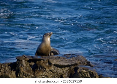 Sleek wet sea lion basking on a rock - Powered by Shutterstock