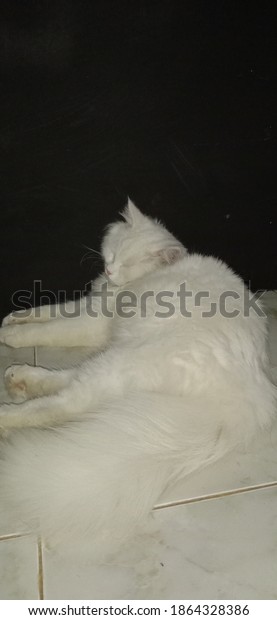 sleep cat white years 6 funny\
