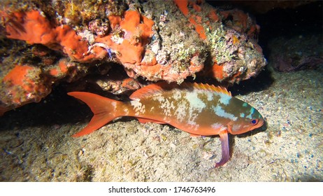 Sleep Fish Bahia Solano Colombia