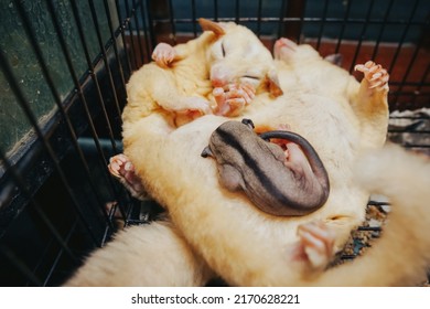 Sleep Of Tired After Breeding A Baby Sugar Glider ( Petaurur Breviceps )       