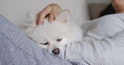 Sleep White Pomeranian With Pet Owner Cuddle