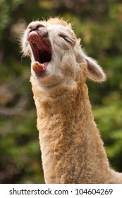 Sleepee Alpaca Yawn