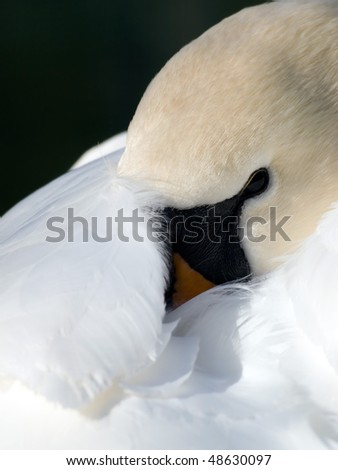 Sleeper white swan on green blurred background.