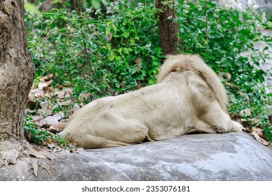 Sleeping African lion at zoo - Powered by Shutterstock