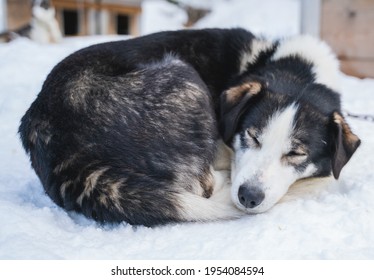 Sleeping Alaskan husky sled dog, curled up in the snow.