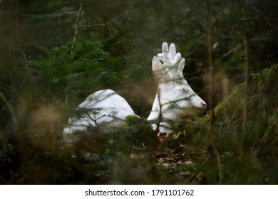 A Sleeping Albino Roe Deer Buck