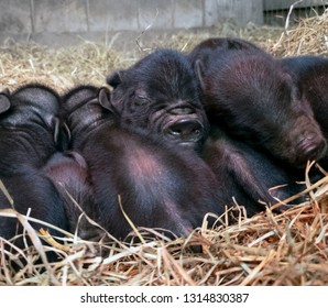 Sleeping American Guinea Hog piglets