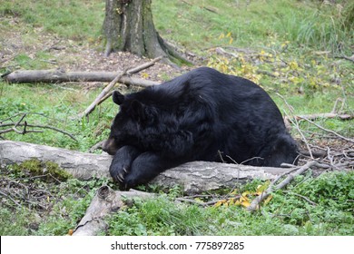 A Sleeping Asian Black Bear.