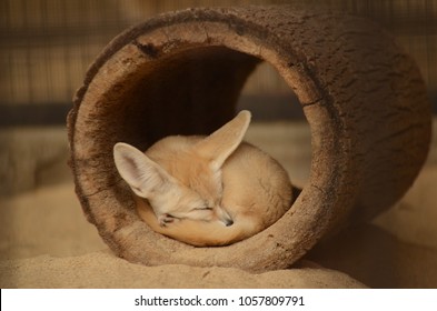 Sleeping Baby Fennec Fox