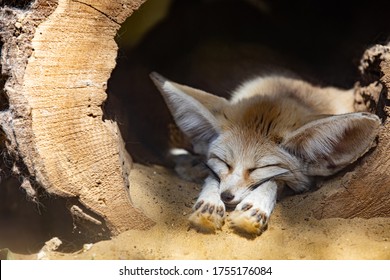 Sleeping Baby Fennec Fox Or Dessert Fox. Cute Animal Or Wildlife Portrait