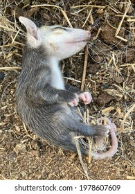 Sleeping Baby Opossum On The Farm.