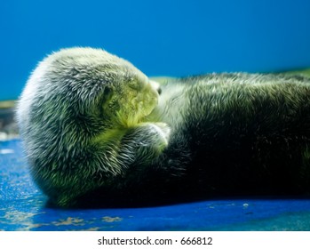 Sleeping Baby Of Sea Otter