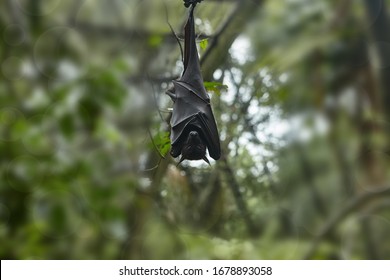 Sleeping Bat Hangs Upside Down. Flying Fox Bat Is The Source And Carrier Of The A Lot Of Virus.  , Covid-2019 Was Transmitted To Humanity From Bats .  Coronavirus Background Concept.