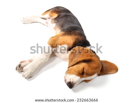 Sleeping Beagle dog isolated on white