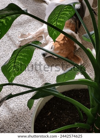 Sleeping Beagle Dog next to a Potted Plant