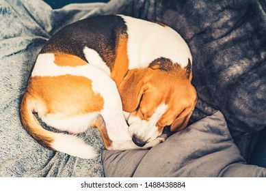 Sleeping Beagle Dog On The Sofa In Living Room Curled