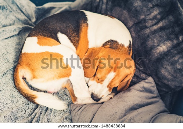 Sleeping\
beagle dog on the sofa in living room\
curled