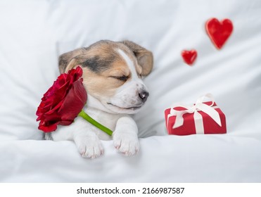 Sleeping Beagle puppy holding a red rose near gift box and hearts lying under white warm blanket on a bed at home. Top down view. Valentines day concept