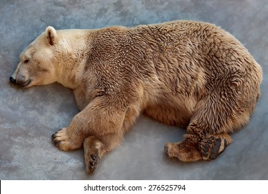 Sleeping Bear