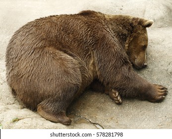 Sleeping Bear