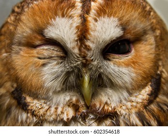 Sleeping Beautiful Tawny Owl With One Eye Open And One Eye Close Close Up Face 