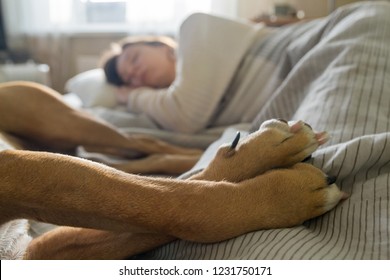 Sleeping in bed with a pet dog