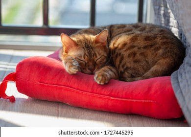 sleeping bengal cat on red pillow