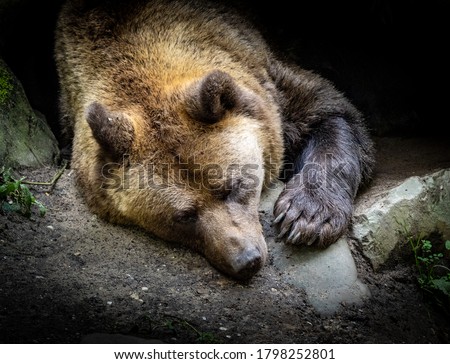 Sleeping big brown bear in a cave in the zoo