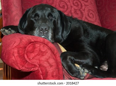 Sleeping black lab, content on the chair.