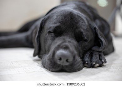 Sleeping Black Labrador In The House