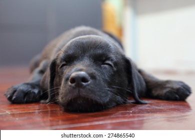 sleeping black labrador retriever puppy