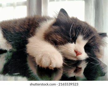 Sleeping Black And White Persian Kitten